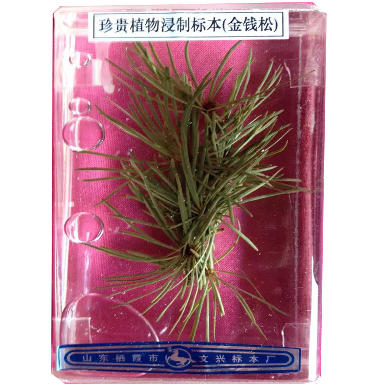 植物浸制標(biāo)本2